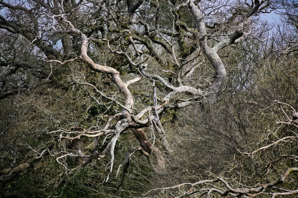 Trees 2